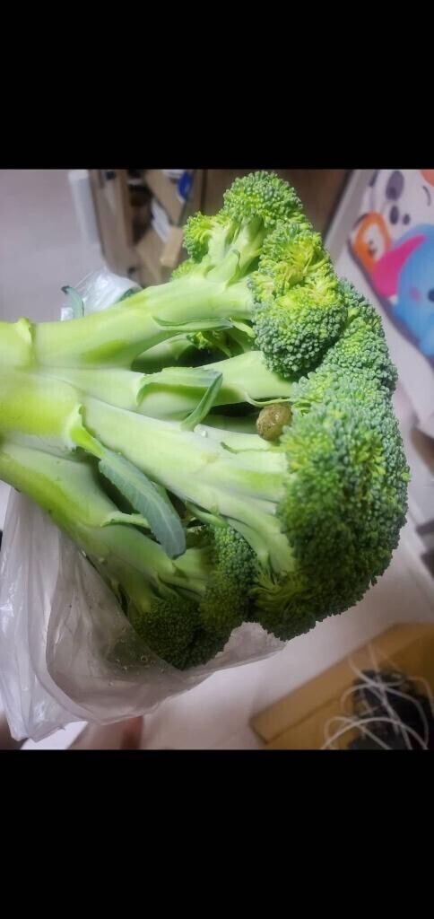 うひゃーー