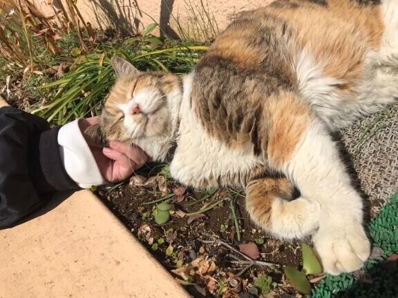 お散歩中の猫ちゃんは癒し