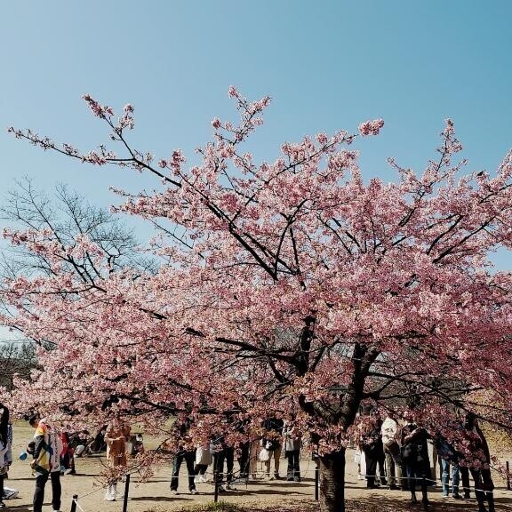 桜の日?