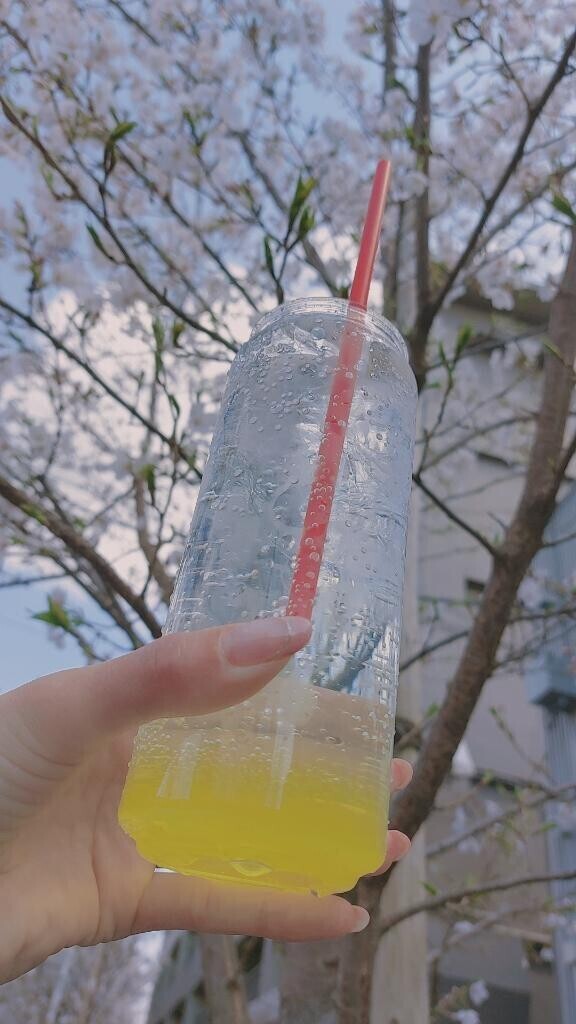 お花見?