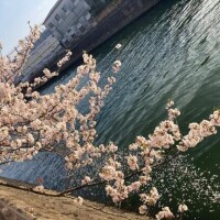 桜だねぇ