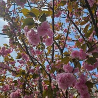おはようございます。　日曜日?