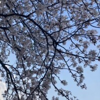 みててね