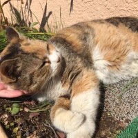 おぽんこつ
