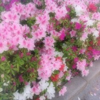 ねね
