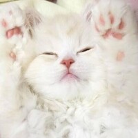 にな