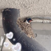 しゅうか