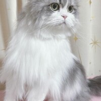 こはく