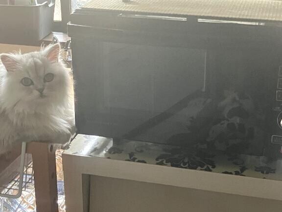 愛猫?