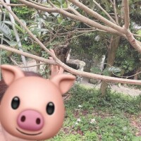 まどか