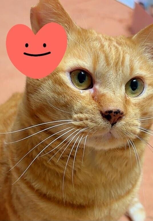 ありがとう(ФωФ)