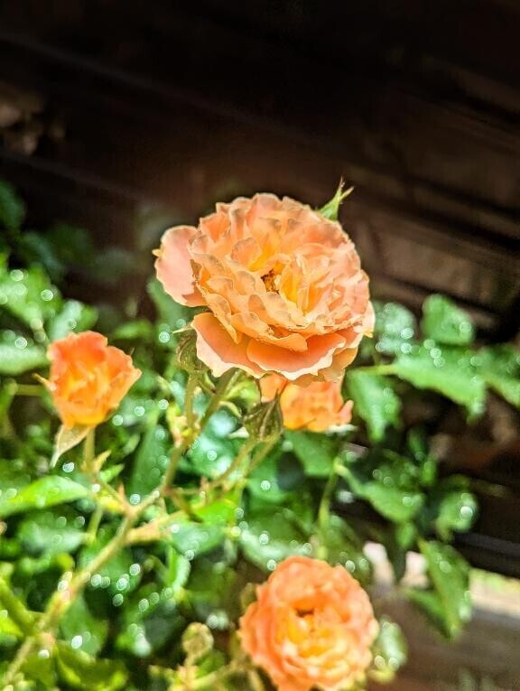 ♡♡ありがと♡♡