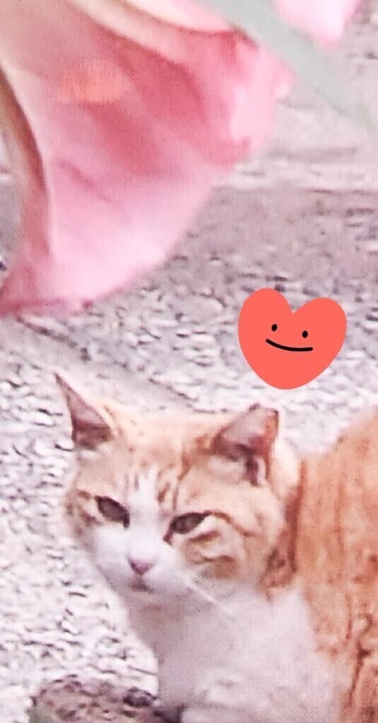 ありがとう(ФωФ)