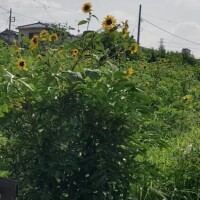 しゃくねつうぅ