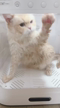 はげしいデブねこ
