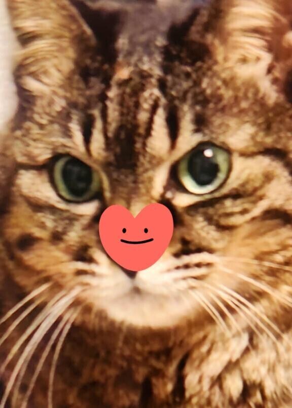 ありがとう(ФωФ)