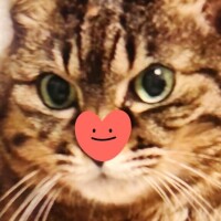 すみれ