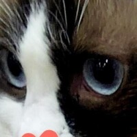 すみれ