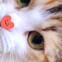 すみれ