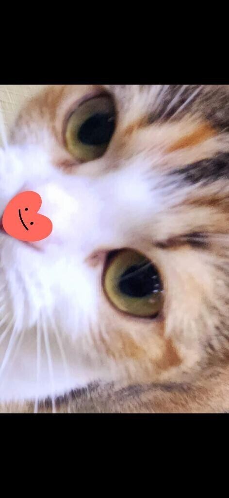 ありがとう(ФωФ)
