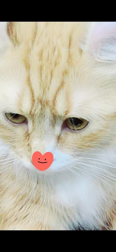 ありがとう(ФωФ)