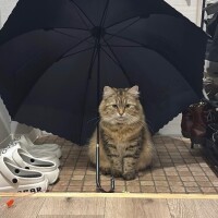 ジブリの世界観みたいな写真を