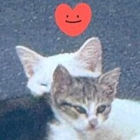 すみれ