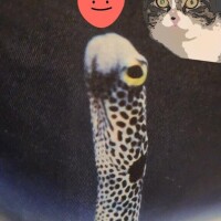 ありがとう(ФωФ)