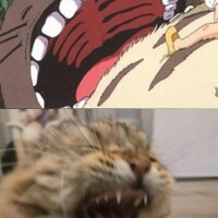 うちの猫がトトロ過ぎる件