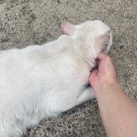 もか
