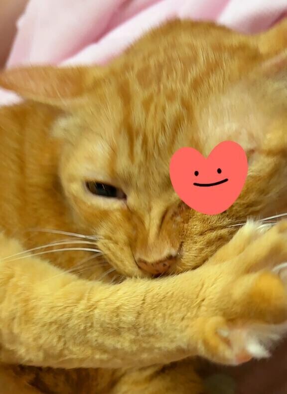 ありがとう(ФωФ)