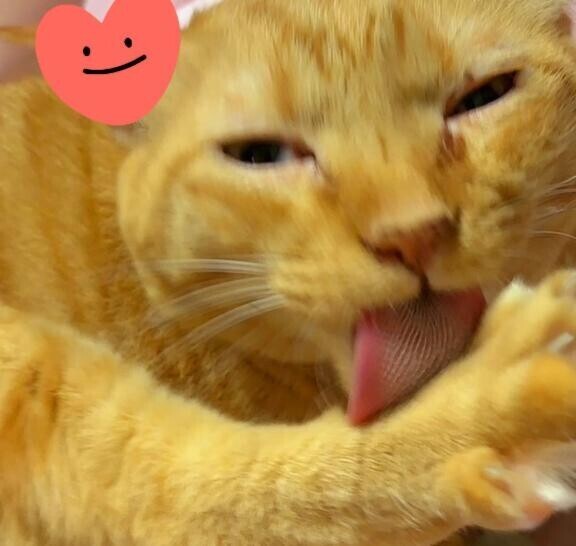 ありがとう(ФωФ)