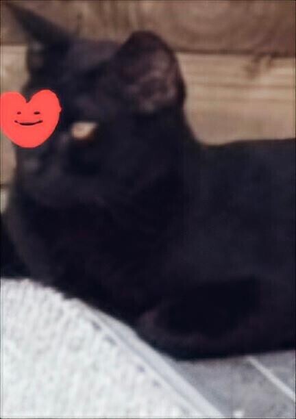 ありがとう(ФωФ)