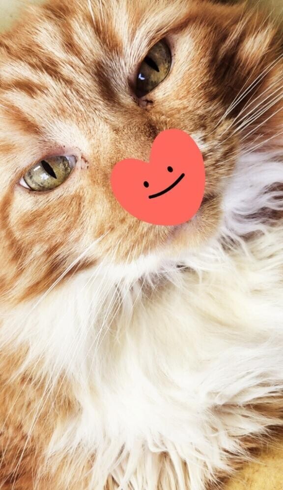 ありがとう(ФωФ)