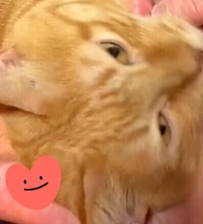 ありがとう(ФωФ)