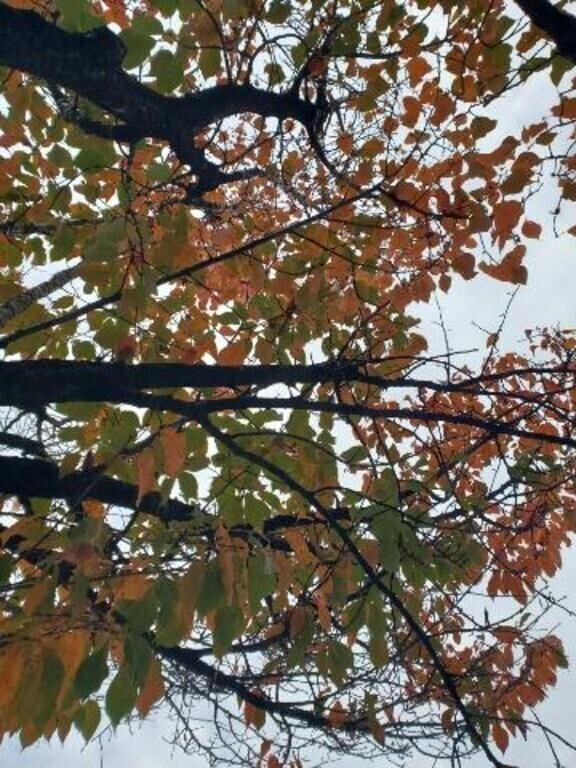 優しくとれる午後