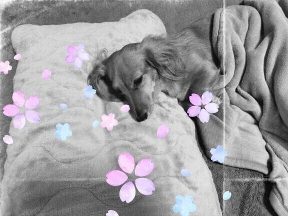 この子、感覚が人間w