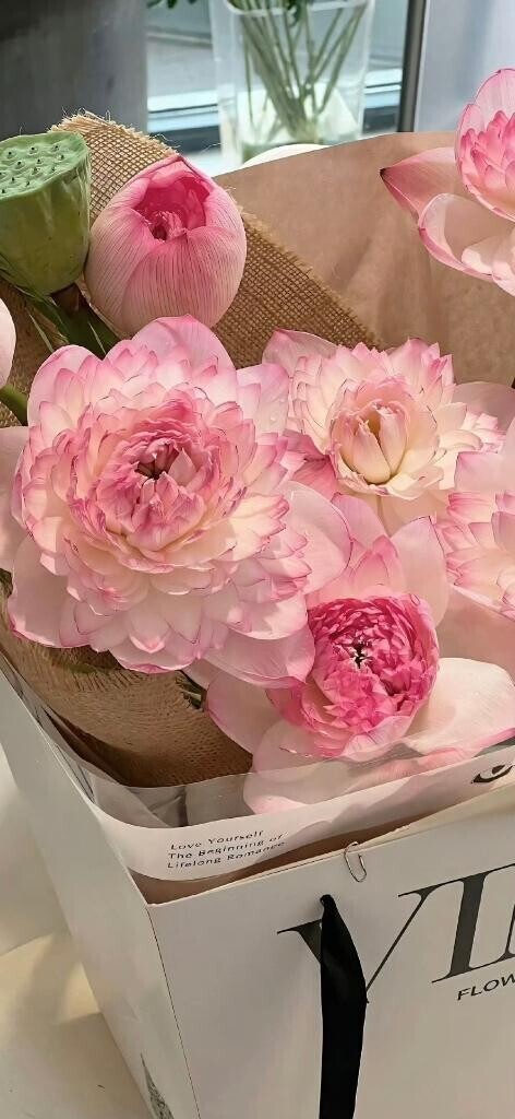 本指様ありがとう