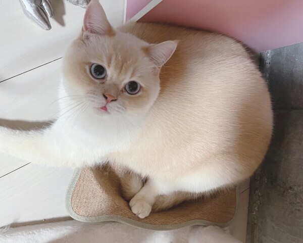 🩷今日はおやすみです🩷