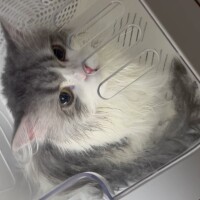 濡れててもイケにゃん💓