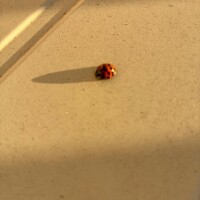 お嫁殿カンカンの( ´Д`)y━･~~真相