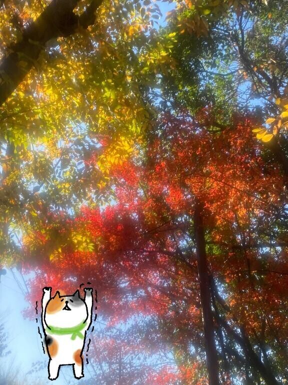 11月の感謝(*´ω`*)