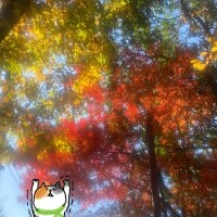 11月の感謝(*´ω`*)