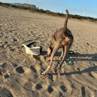 出勤予定だしました