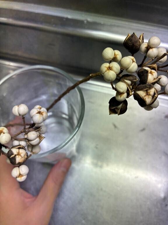 ふむむ˚✧₊⁎❝᷀ົཽ≀ˍ̮ ❝᷀ົཽ⁎⁺˳✧༚ポップコーンとも違うし…