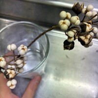 ふむむ˚✧₊⁎❝᷀ົཽ≀ˍ̮ ❝᷀ົཽ⁎⁺˳✧༚ポップコーンとも違うし…