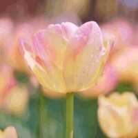 本指様♡12月13日、100分のT様♡