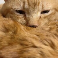 ありがとう(ФωФ)