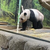 さやかリサーチ