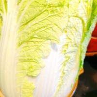 巨大白菜あらわる?